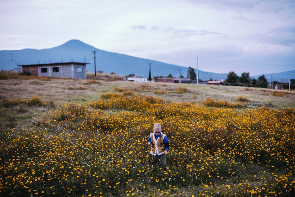Field of cempasúchil marigolds below a volcano in the Lake Pátzcuaro region of Michoacán