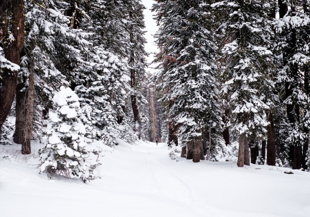 Snow-covered pine trees and fresh snow in a forest at Lake Tahoe